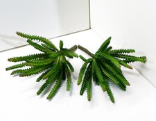 2 Pezzi Colonna di Cactus