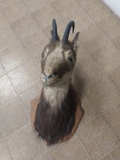 Trofeo Di testa di CAMOSCIO