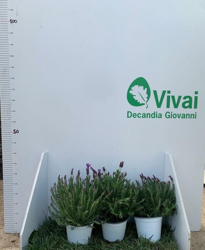 Pianta lavanda - pianta,