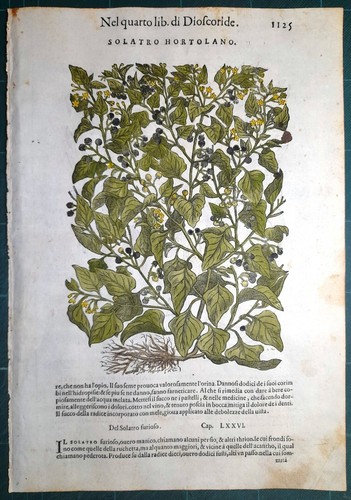 Stampa antica mattioli - antica,