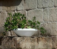 VASO Ciotola Tonda Liscia Moderna 50xh15cm in Resina giardino terrazzo arredo