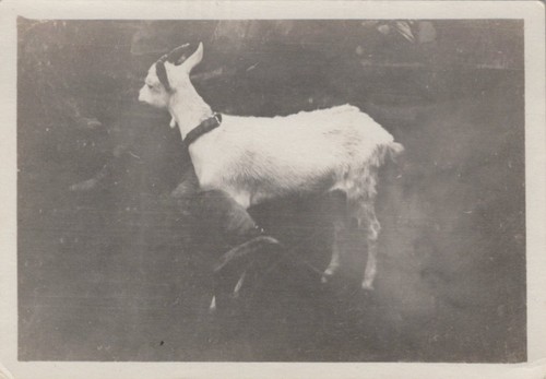 Ww1 div inf aef - 39°,