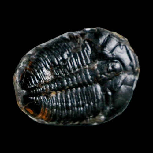 Elrathia kingi trilobite - 1",