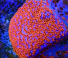 Live Superman Montipora SPS