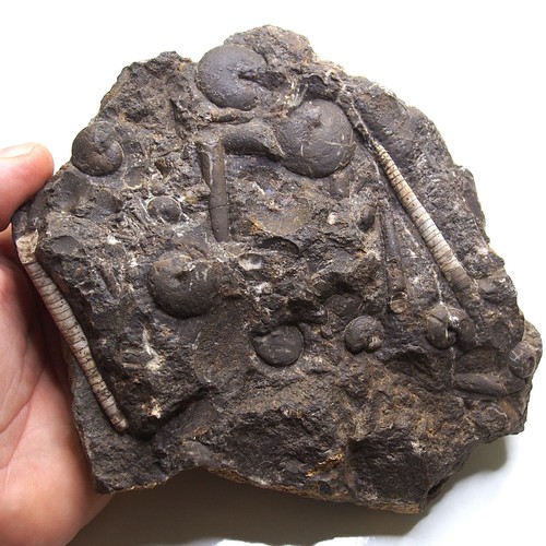 Piastra kg goniatite - piastra, 1,3