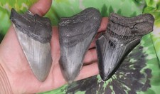 Denti di squalo megalodonte 3