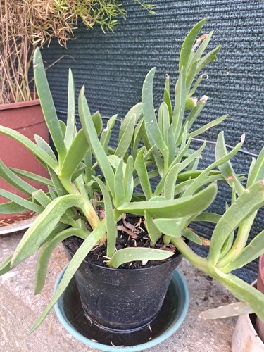 Carpobrotus quadrifidus pianta