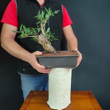 PRE BONSAI SHOIN DI MELOGRANO