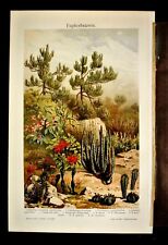 1902 Original CromoLitografia.Piante Tropicali tipo CACTUS.Varieta Meyers.Etna