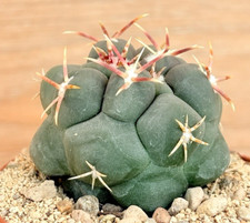 Thelocactus hexaedrophorus - , v
