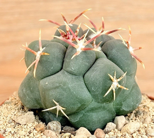 Thelocactus hexaedrophorus - , v
