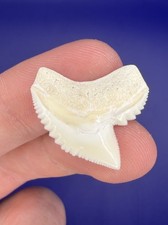 Dente di squalo tigre moderno