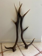 Coppia di palchi corna o trofei di cervo simmetrici