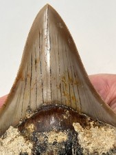 Megalodon 13,8 cm in Matrice