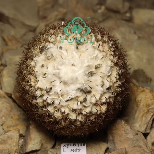 Raro cactus turbinicarpus