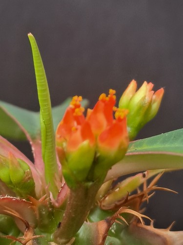 Euphorbia viguieri