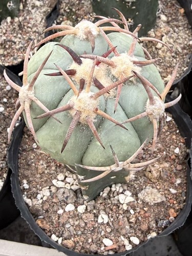 Echinocactus horizonthalonius