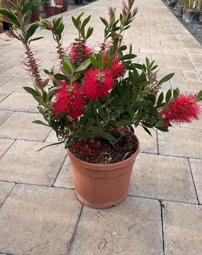 Callistemon citrinus splendens - callistemon,