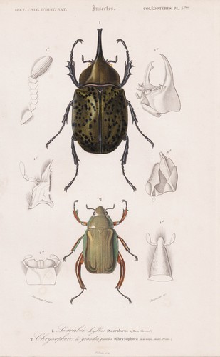 Scarabaeus hyllus coleottero