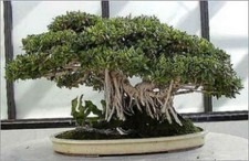 10 SEMI FICUS Benghalensis "Indian Banyan" 