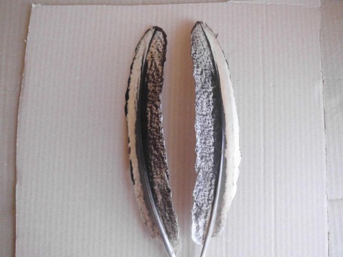 Piume pavone marrone e - pavone,