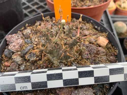 028 euphorbia decepta wysiwyg - 028,
