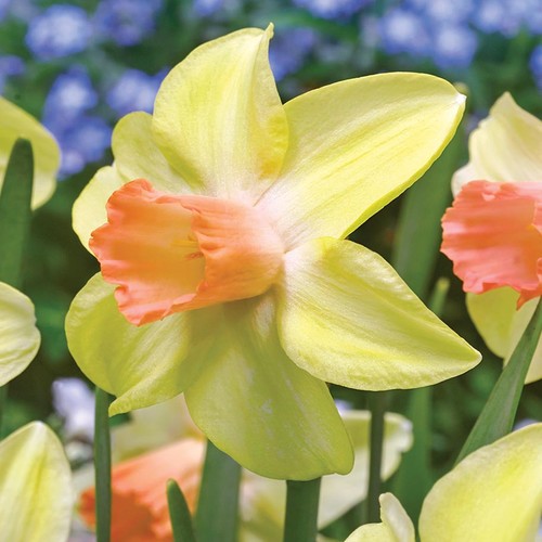 Narcisi bulbi fiori cipolle - di,