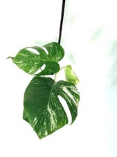 Monstera Albo Variegata  EXACT
