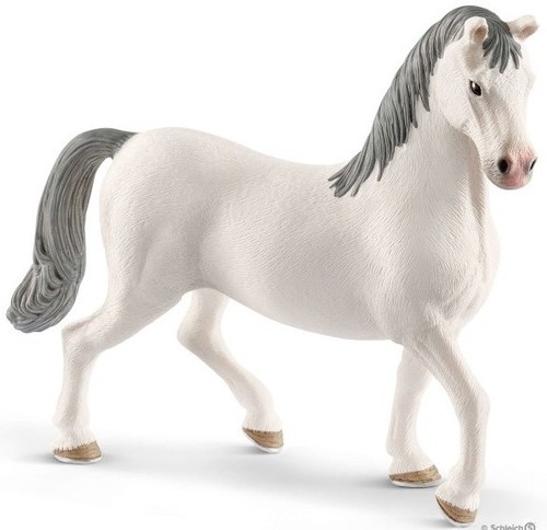 Stallone lipizzano animali - stallone, in
