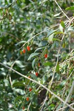 50 semi Goji olivello spinoso