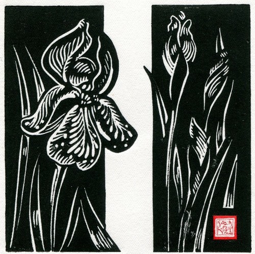 Kuprina iris erbecedario - kuprina,