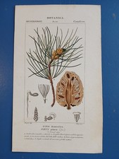 botanica / CONIFERE / PINO