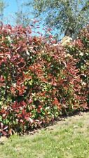 Pianta di Photinia Pianta da