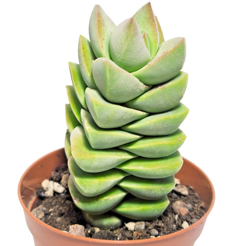 Crassula moonglow vaso 8cm - moonglow, Ø