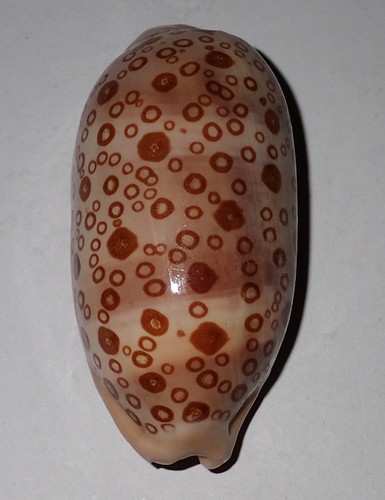 Great cypraea argus - 70,