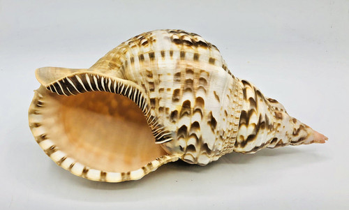 Rare triton trumpet sea - triton,