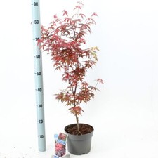 Acero rosso giapponese Acer