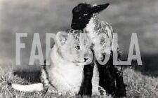 Foto vintage Animali, Leoni, il leone e l'agnello, cuccioli, stampa 18 x 13 cm