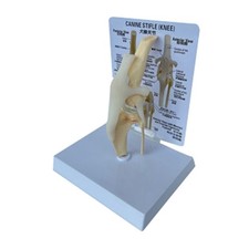 Modello ginocchio cane
