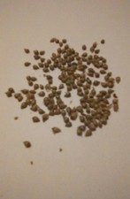 2000 semi carpino - , nero