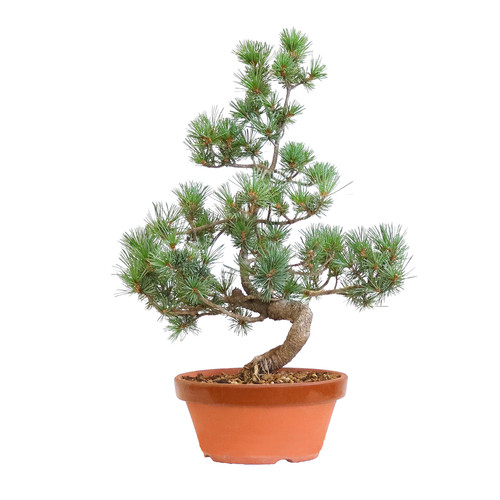 Kentis bonsai pinus - kentis,
