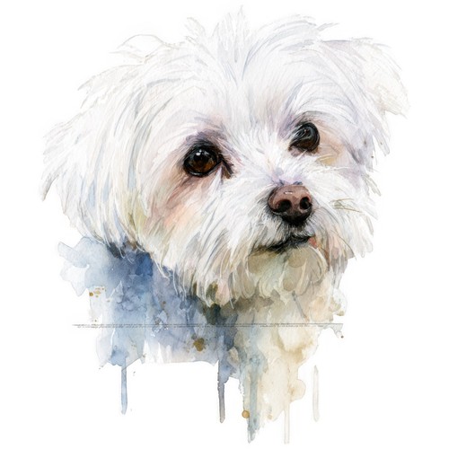 Adesivi cane maltese - 9,