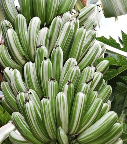 Musa banano variegata - ae,