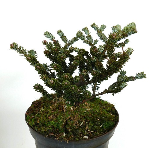 Abies koreana oberon - koreana,