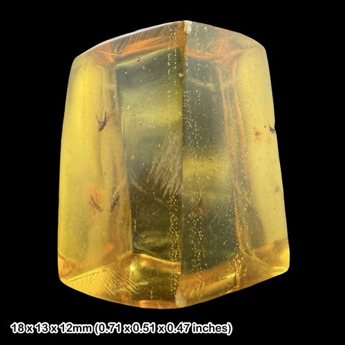 Rare mexican amber fossil with - rare,