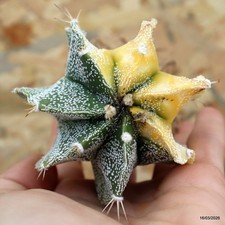 K288 ASTROPHYTUM MYRIOSTIGMA