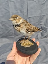 Calandra Lark Bird Taxidermia