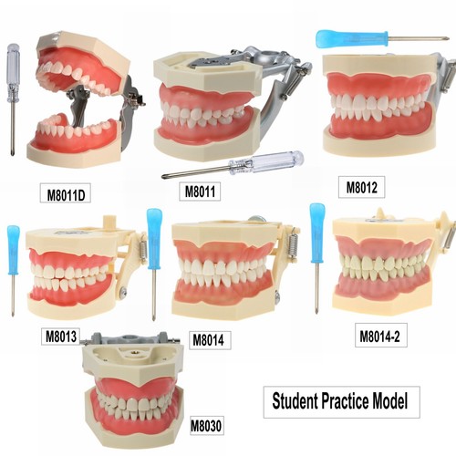 Dental typodont 32pcs - dental,