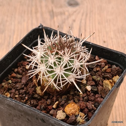 D6178 pediocactus sileri rp118 - d6178,