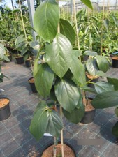 Diospyros Kaki Sheng - albero